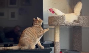 Cat and Chicken Have a Tense Stare Down