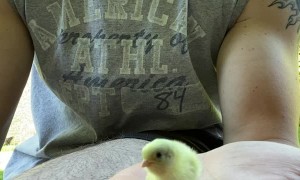 Size Comparison of a Regular Chick vs a Button Quail