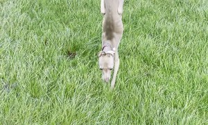 Greyhound Does Handstand on Wet Grass