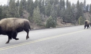 Herd of Bison Gallop Across Bridge