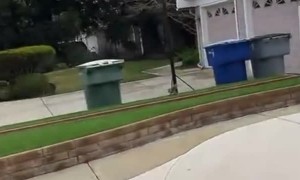 Falling Tree Sends Squirrel Flying