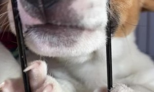 Jack Russel Puppies Play Tug of War With Shoelaces