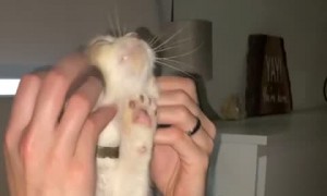 This Cat Loves a Good Ear Scratch