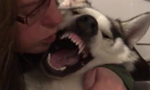 Husky Kisses