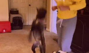 Dog's Over Excited Dance Routine With Bite