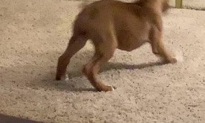 Sabie the Boxer Pup Playing with Reflection in Mirror
