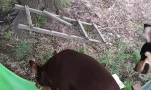 Kelpies Play on Slide