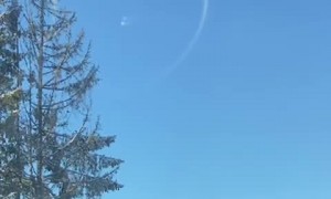 Little Deer Gets Escorted Off Roadway