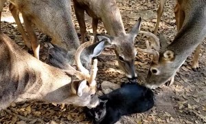 Deer Surround and Lick Cat