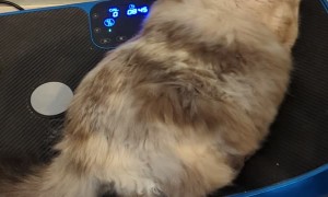 Fluffy Feline Enjoys a Ride on Vibration Plate