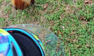 Rooster Chases Me Across the Farm