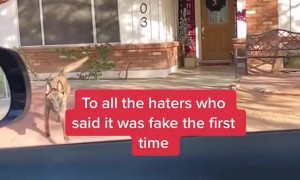 Dog Jumps Through Car Window