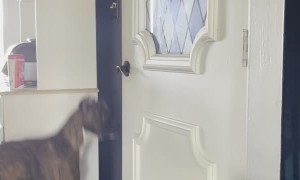 Boxer Pup Figures Out How to Open Garage Door