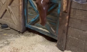 Horse Admits to Making Mess