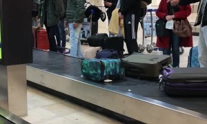 Large Pitbull Dog Confidently Travels Through Baggage Pick-Up