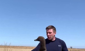 Fake Drone Duck Leader for Hunting