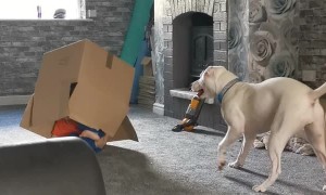 Child Runs Around in Cardboard Box and Bumps into Wall