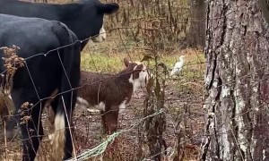 Cattle Herd in a Tizzy Over Heron Visit