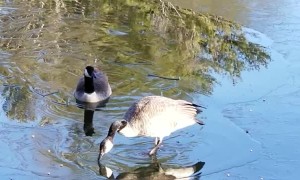 Goose Breaks Through Thin Ice