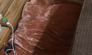 Dog Bribed Out of Bed With the Promise of Cheese