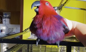 Parrot Sings iPhone Ringtone