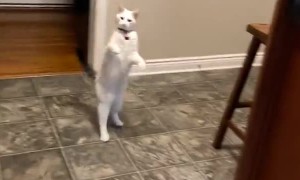 Cat Walks Upright
