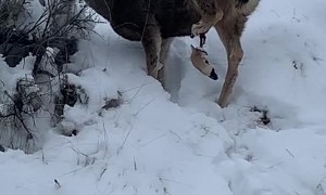 Injured Deer Walks with Hanging Foot