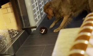 Fireplace Gives Pup Pause