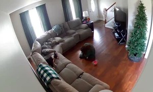 Owner Saves Puppy with Head Stuck in Treat Bucket