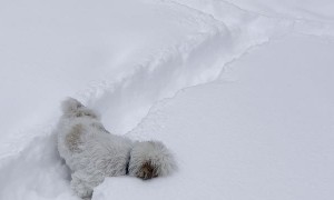 Small Dog Struggles Through Deep Snow to Find Toy