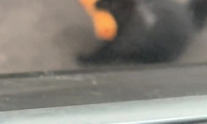 Squirrel Leaving a 7-Eleven Store With its Own Taquito