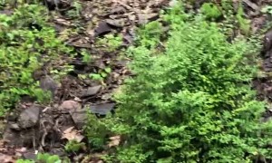Bear Cub Comes Up Close to Car