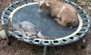 Goat Lays Next to Cat on Trampoline for a Nap