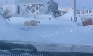 Mother Polar Bear and Cubs Wander into Town