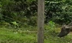 Men Work Together to Rescue a Bull in a Well