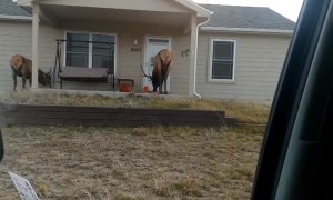 Elk Enjoy Pumpkins in Estes Park