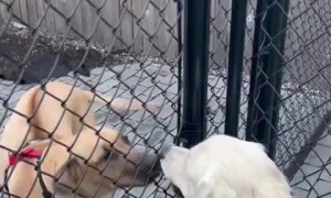 Dogs preciously greet each other over fence