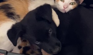 Puppy Snuggles with Kittens