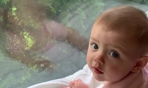 Baby Headbutts Window