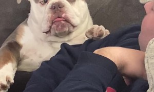 Braxton the Bulldog is very Expressive
