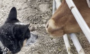 Puppy Latches onto Licking Steers Tongue