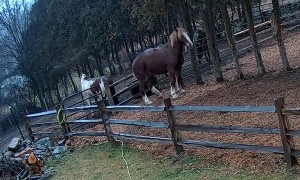 Feuding Horses Send Fence Post Flying