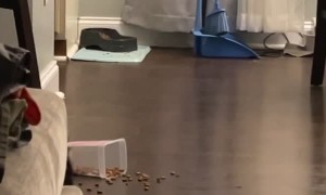 Crocket the Cat Knows How to Get Treats