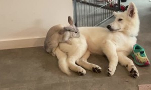 Bunny Tries to Show Pup Who's Boss