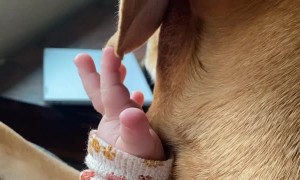 Kiddo Gently Plays with Puppy's Ear
