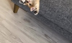 Kitten on Couch Expects Human to Make Quick Catch