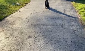 Delivery Driver Cautiously Approaches Guard Dog