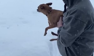 Measuring Snow Depth with Little Dog