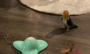 Yoshi the Parrot Tries to Understand Cat Toy