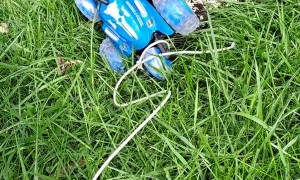 Winston the Black and White Tegu Playing with RC Truck
